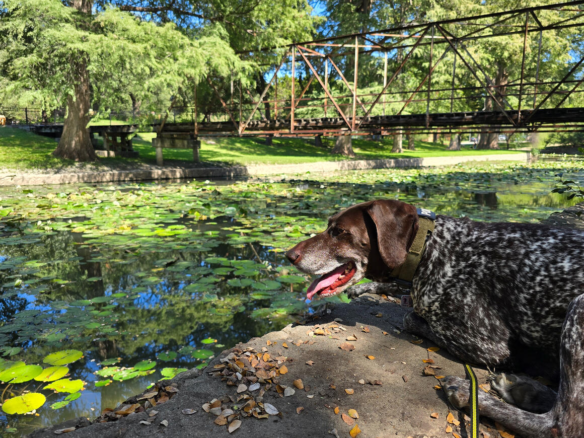 DAVIS (ALLISON) PARK